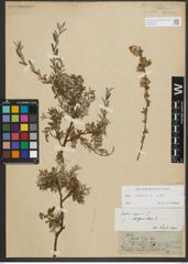 Foto von Salix repens subsp. repens L.